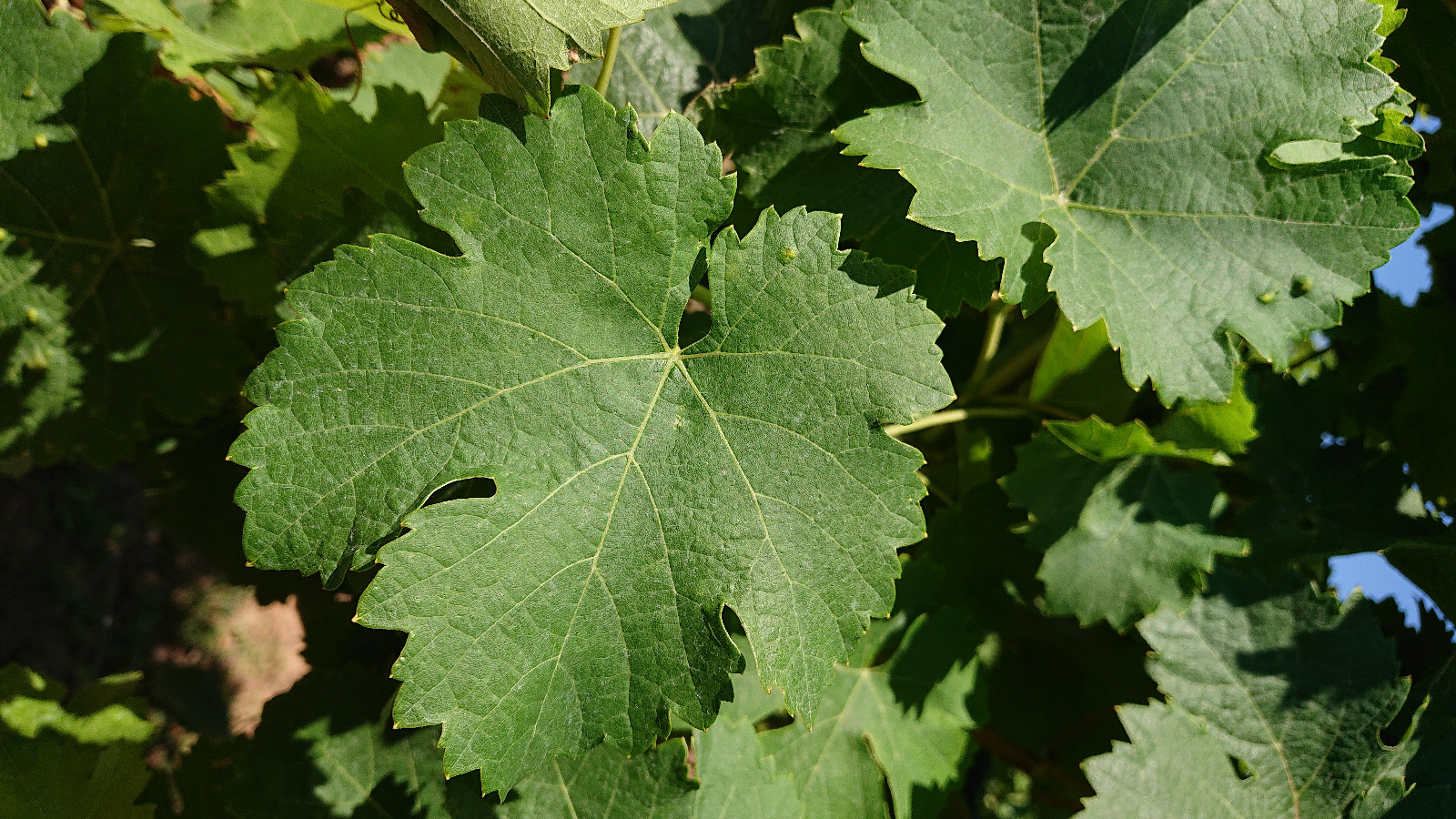 Bild eines gesunden Weinblattes